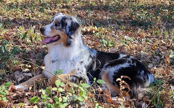 Sheyenne (Sans Affixe)