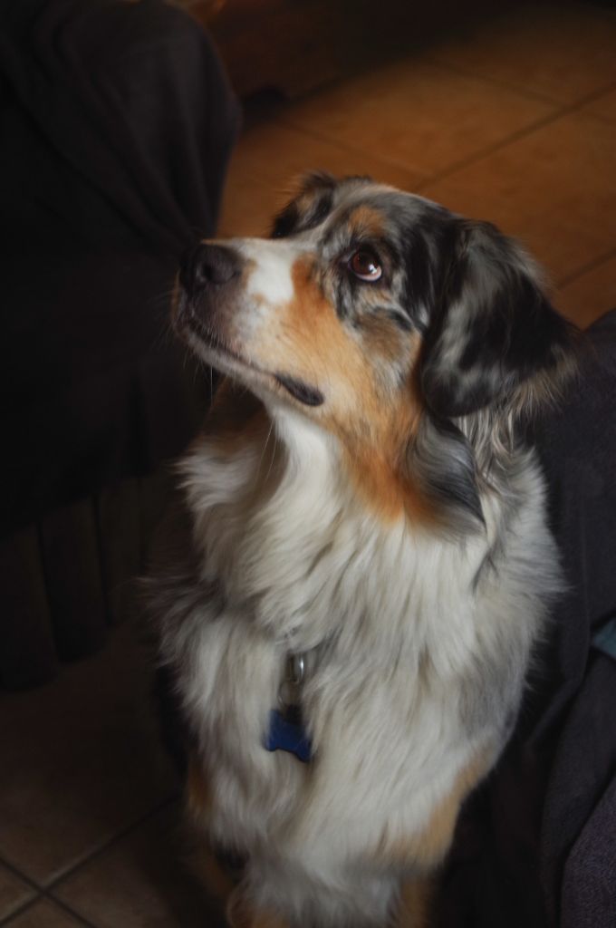 Sheyenne (Sans Affixe)