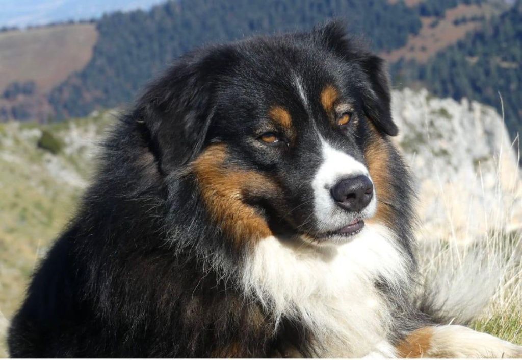 Le papa des chiots 2025 !