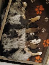 Sheyenne et ses petits