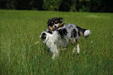 les chiots