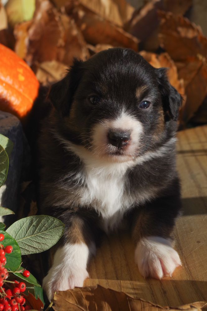 Christelle Forgeau - Chiots disponibles - Berger Australien