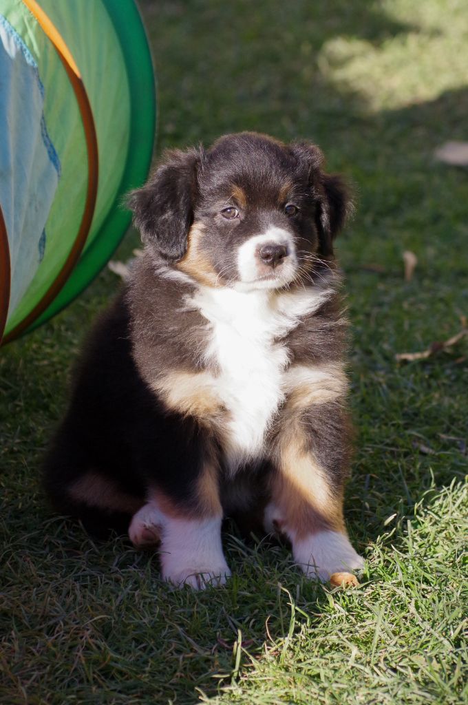 Christelle Forgeau - Chiots disponibles - Berger Australien